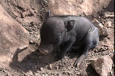 В зоопарке Пафоса родились поросята вьетнамской свиноматки - kiprinform.com - Кипр