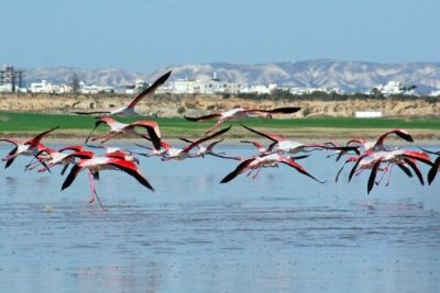 Популяция фламинго на Кипре достигла исторического минимума - cyprusbutterfly.com.cy - Кипр