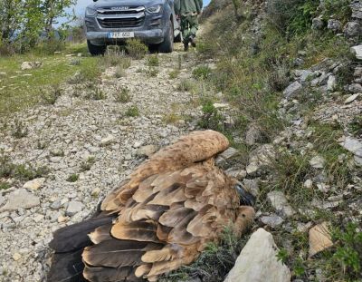 BirdLife обращается к EAC после того, как еще один редкий стервятник был найден убитым электрическим током - kiprinform.com - Кипр