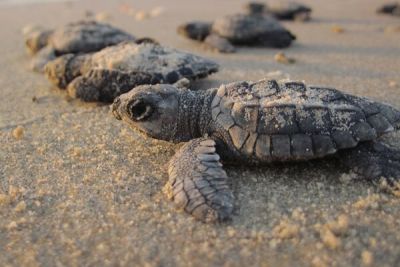 На Кипре стартовал сезон гнездования морских черепах - cyprusbutterfly.com.cy - Кипр
