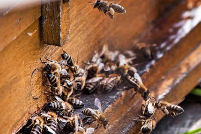 На Кипре сократилась популяция пчел - cyprusbutterfly.com.cy - Кипр - Турция - Израиль - Италия