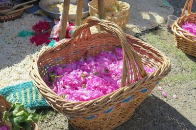 Фестиваль роз в Агросе - cyprusbutterfly.com.cy