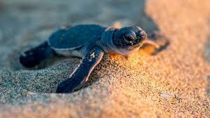 На Кипре стартовал сезон гнездования морских черепах - cyprusbutterfly.com.cy - Кипр