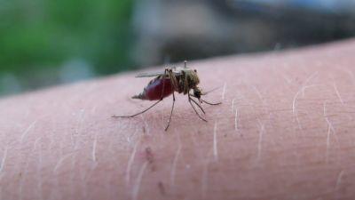 Власти Пафоса усиливают борьбу с комарами: Прилагаются “огромные усилия” - kiprinform.com - Кипр
