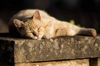 Кипр: В среду ясно, температура до +37°C, к выходным — стабильно тепло - kiprinform.com - Кипр - Никосия