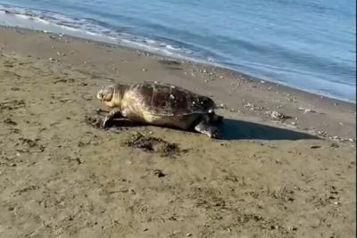 В Ларнаке на пляже обнаружена мёртвая морская черепаха - cyprusbutterfly.com.cy - Кипр - Ларнаки