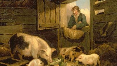 Свинья или вечность? - cyplive.com