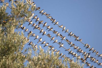 Деревня в районе Пафоса стала точкой притяжения сотен ласточек - cyprusbutterfly.com.cy - Кипр