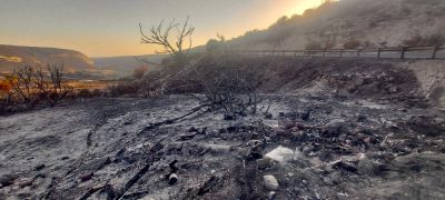 В Лимассоле высадят 20 000 саженцев для восстановления сгоревших районов - kiprinform.com - Кипр - Никосия - деревня Лимассол