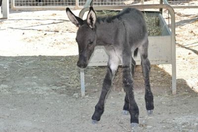 На Кипре родился ослёнок редкой кипрской породы - cyprusbutterfly.com.cy - Кипр