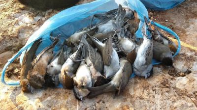 Полиция Ларнаки изъяла оборудование для отлова птиц и освободила сотни пернатых - kiprinform.com - Кипр