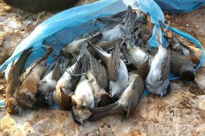 В Ларнаке выявлен крупный случай незаконного отлова птиц - cyprusbutterfly.com.cy - Кипр